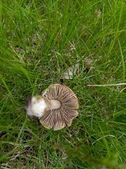 Pseudosperma rimosum