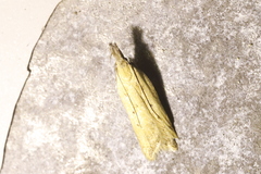 Dichomeris limosellus