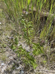 Eupatorium cannabinum