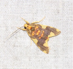 Trichromia metachryseis