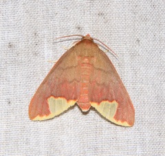 Pseudepimolis incisa