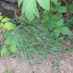 Peucedanum morisonii