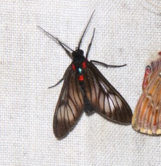 Hypocharis clusia