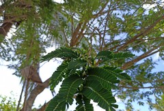 Machaerium hirtum