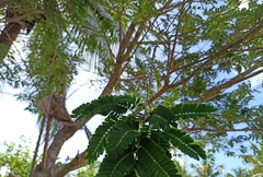 Machaerium hirtum