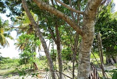 Machaerium hirtum