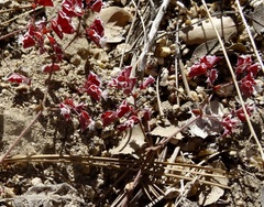 Sidotheca emarginata