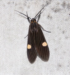Aclytia punctata