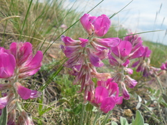 Hedysarum argyrophyllum