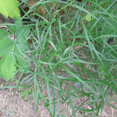 Peucedanum morisonii