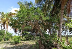 Machaerium hirtum
