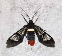 Autochloris xenodorus
