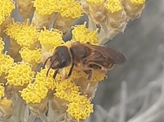 Halictus