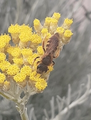 Halictus