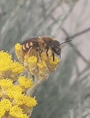 Halictus