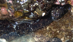 Gymnothorax flavimarginatus