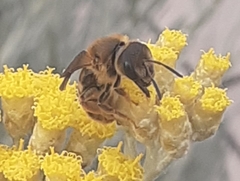 Halictus