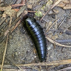 Necrophila americana