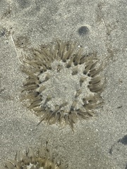 Paranthus rapiformis
