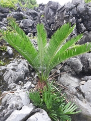 Cycas tropophylla