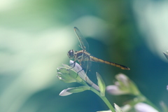 Libellula auripennis