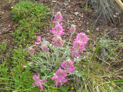 Hedysarum argyrophyllum