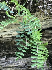 Hedysarum hedysaroides