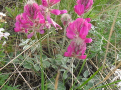 Hedysarum argyrophyllum