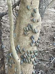 Cerithidea decollata