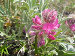 Hedysarum argyrophyllum