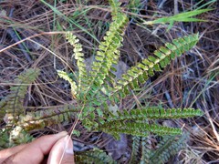 Adiantum patens