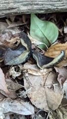 Trichaleurina tenuispora