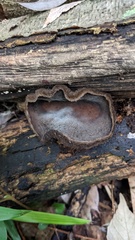 Trichaleurina tenuispora