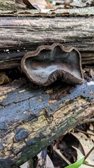 Trichaleurina tenuispora