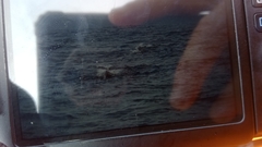 Physeter macrocephalus