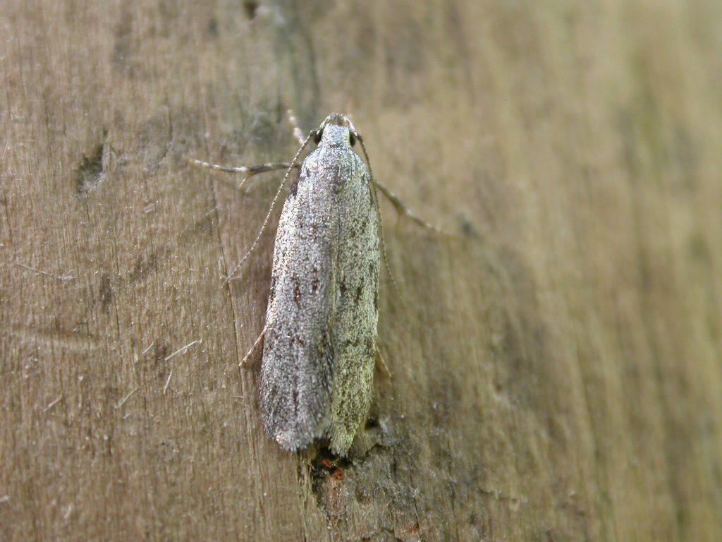Teleiodes saltuum