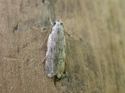 Teleiodes saltuum