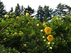 Rosa foetida