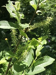Salix appendiculata