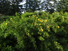 Rosa foetida