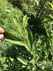 Salix appendiculata
