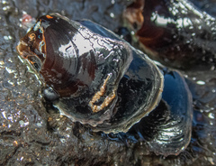 Isognomon californicus