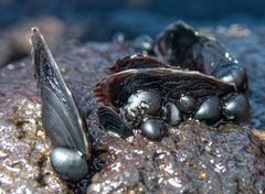 Isognomon californicus