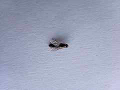 Brachycera