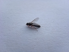 Brachycera