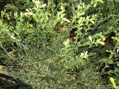Onosma rigida