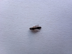 Brachycera