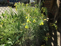 Onosma rigida