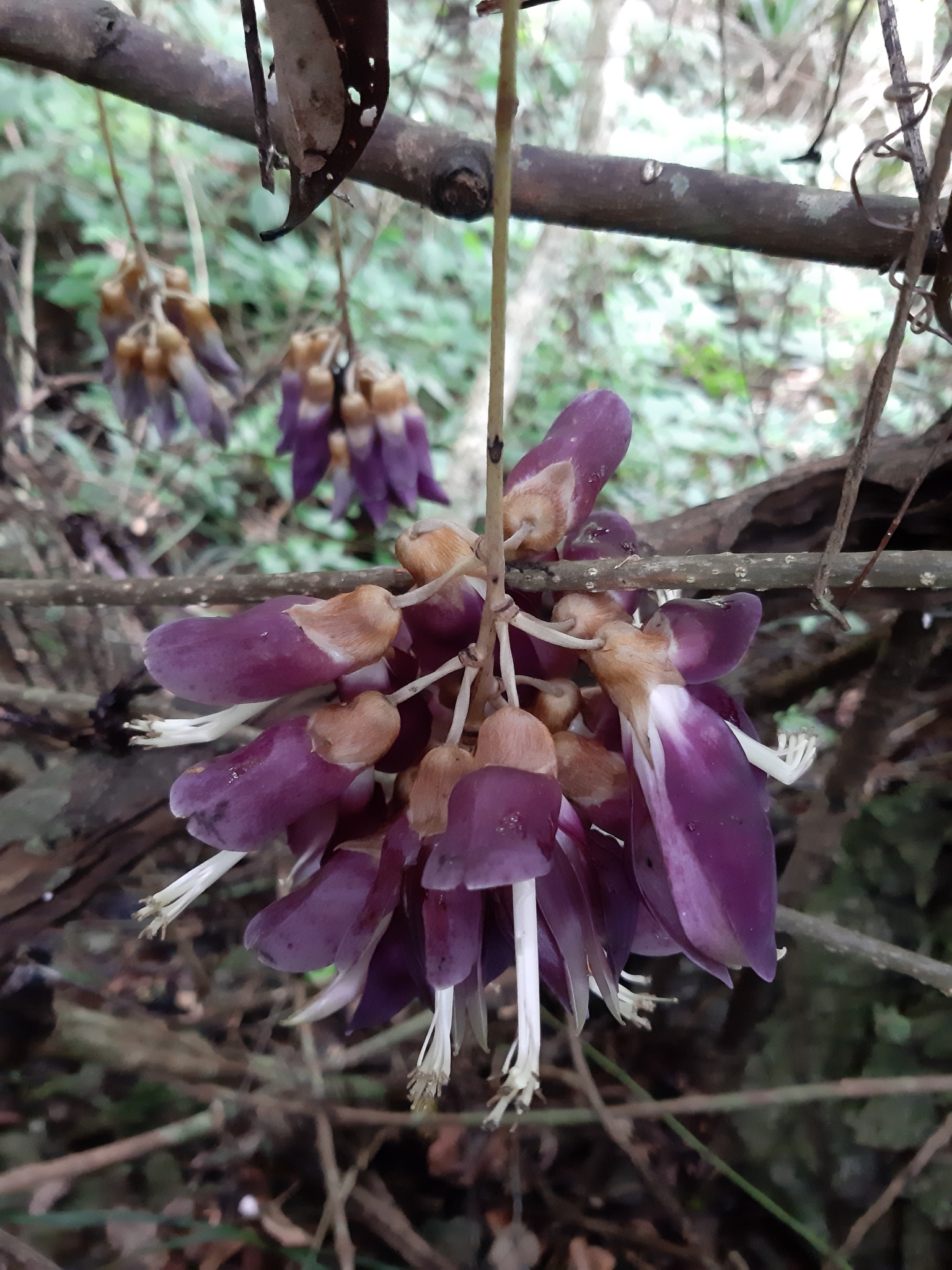Mucuna hainanensis (Mucuna hainanensis)