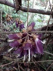 Mucuna hainanensis